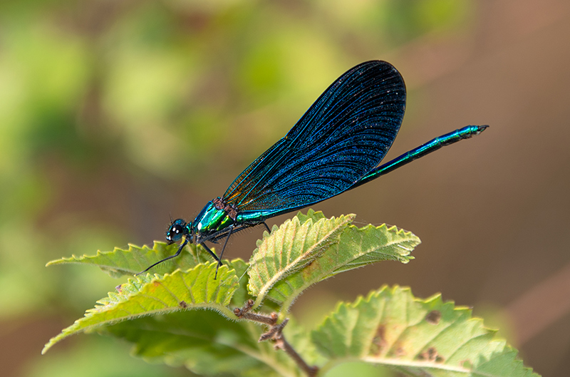 Calopteryx-virgo_-maschio-(23).jpg