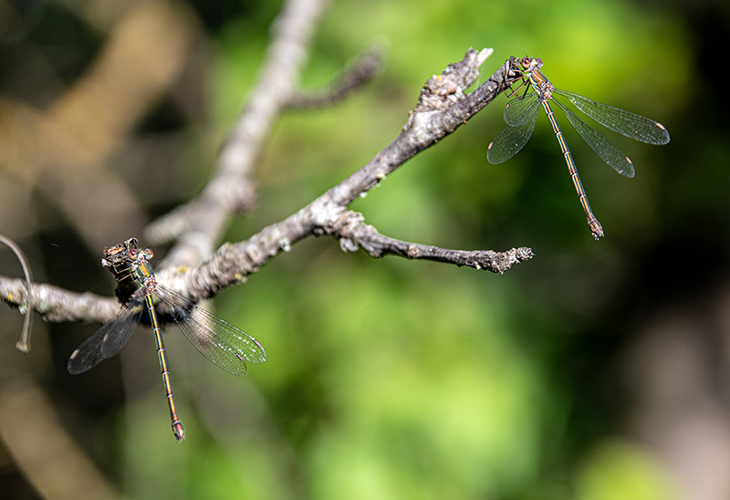 Chalcolestes-viridis_-femmina-(16).jpg