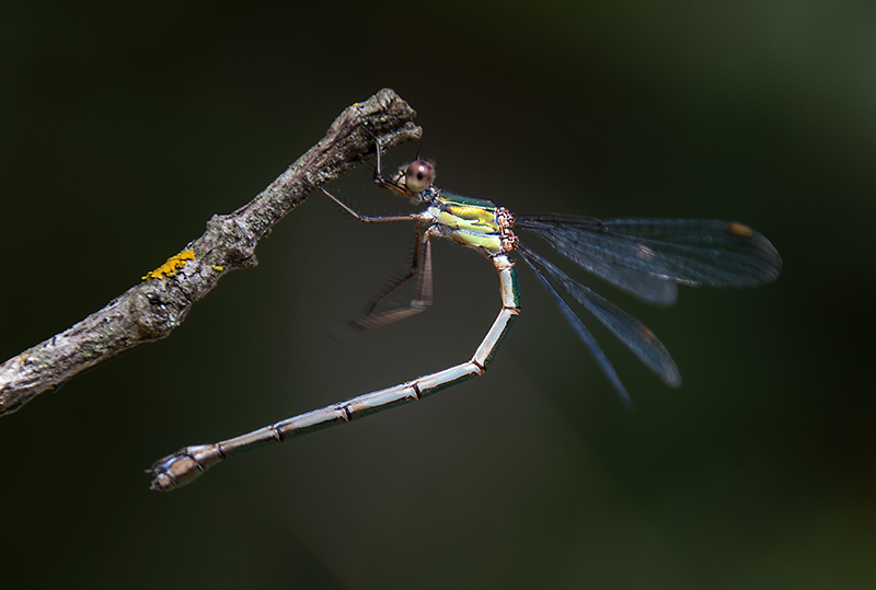 Chalcolestes-viridis_-femmina-(18).jpg