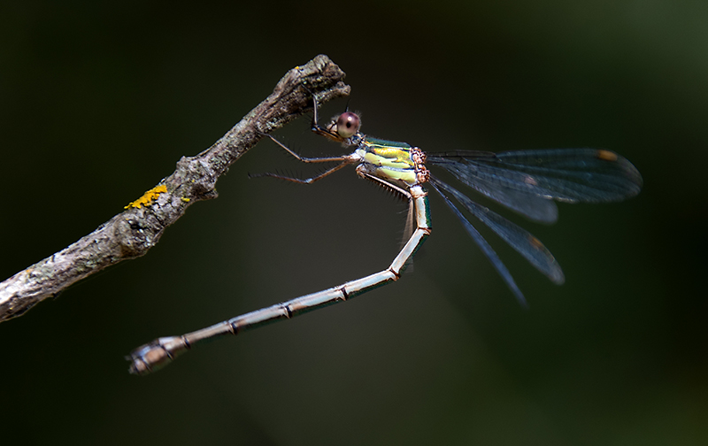 Chalcolestes-viridis_-femmina-(19).jpg