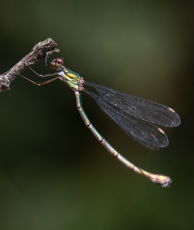 Chalcolestes-viridis_-femmina-(22).jpg