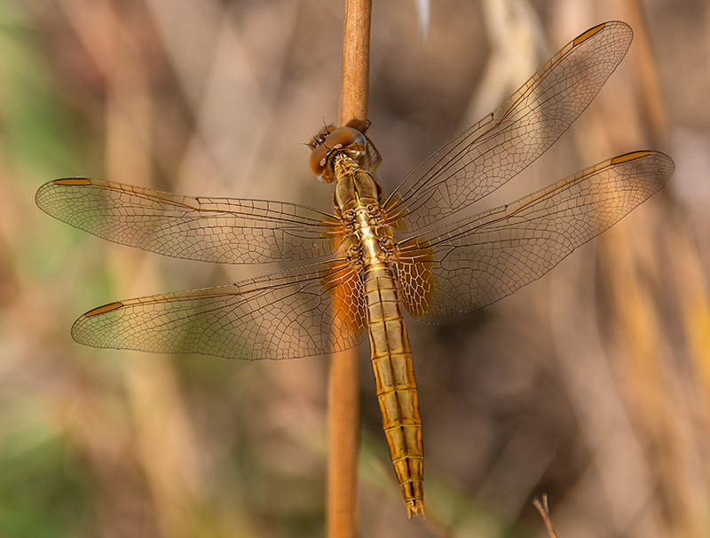 Crocothemis-erythraea_-femmina-(10).jpg