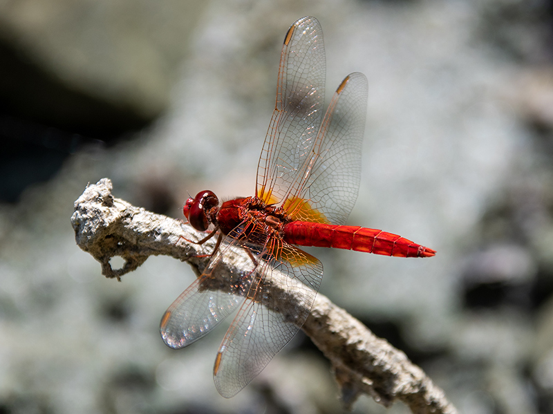 Crocothemis-erythraea_-maschio-(70).jpg