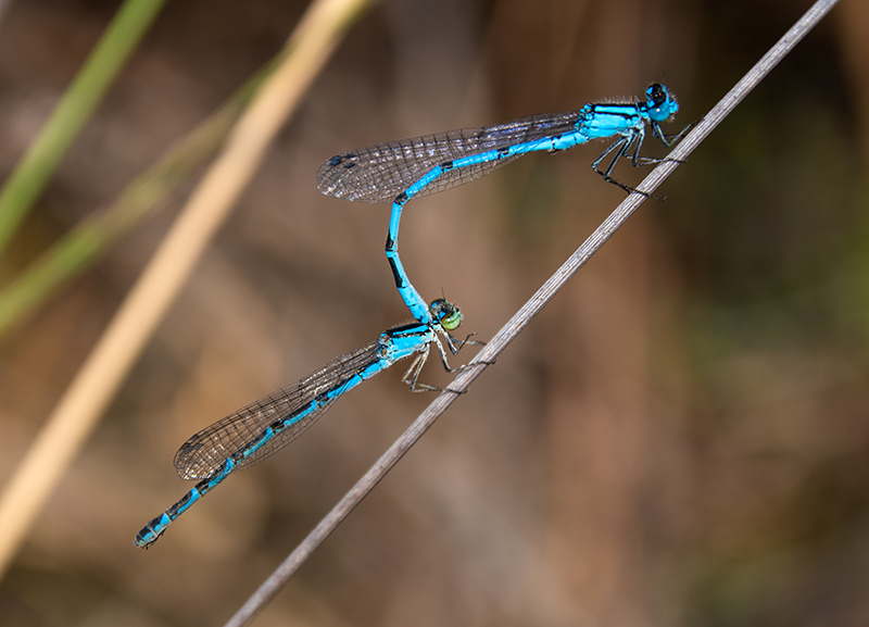 Enallagma-cyathigerum_-copula-(24)-in-pausa.jpg