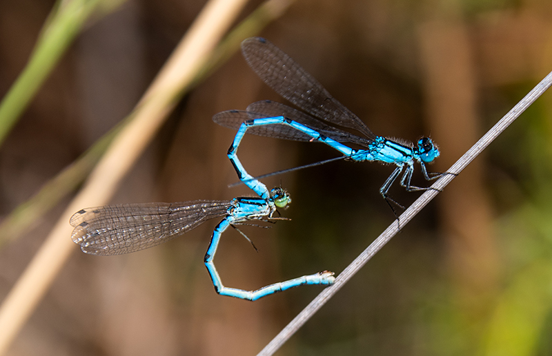 Enallagma-cyathigerum_-copula-(25)-per-riprendere.jpg