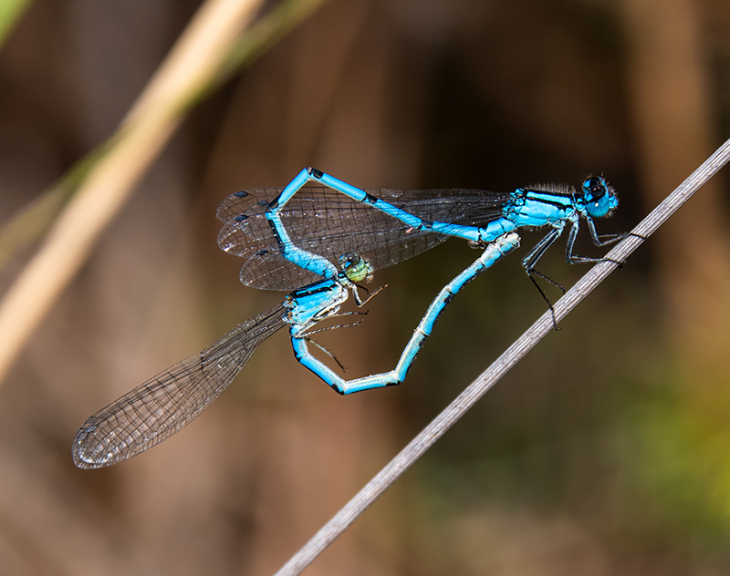 Enallagma-cyathigerum_-copula-(27).jpg