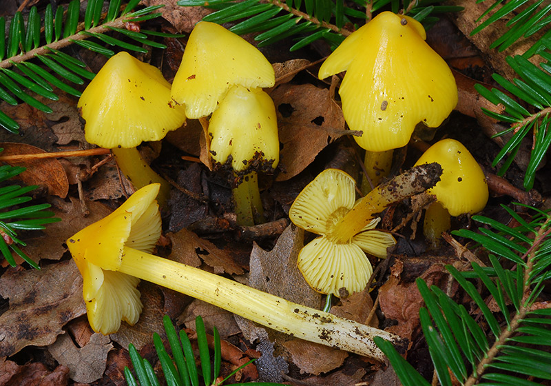 Hygrocybe-acutoconica-01-3.jpg