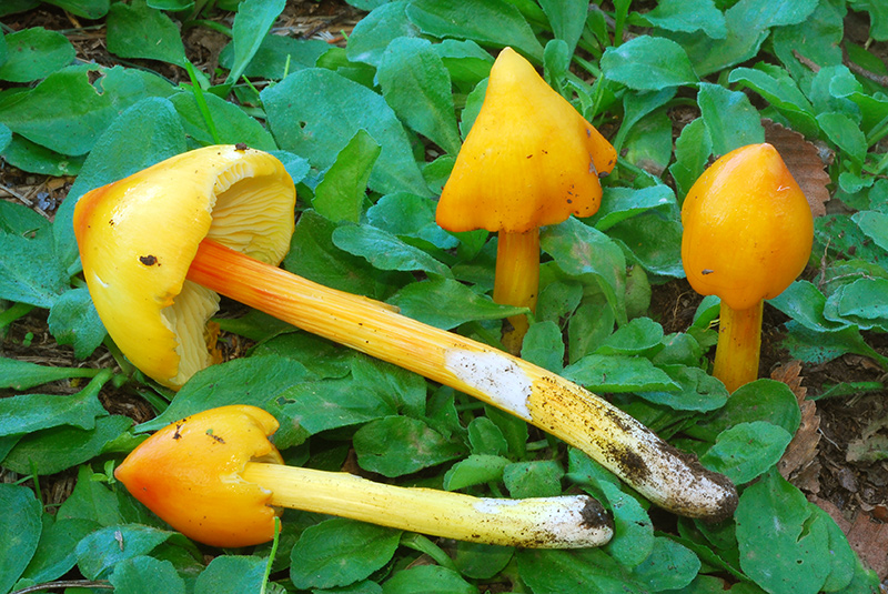 Hygrocybe-acutoconica-03-4.jpg