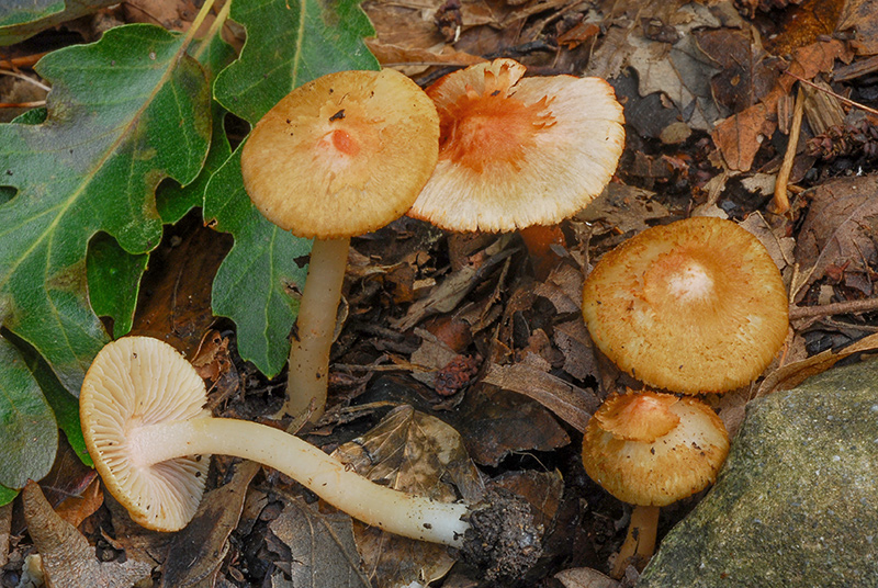 Inocybe-godeyi-02-3.jpg