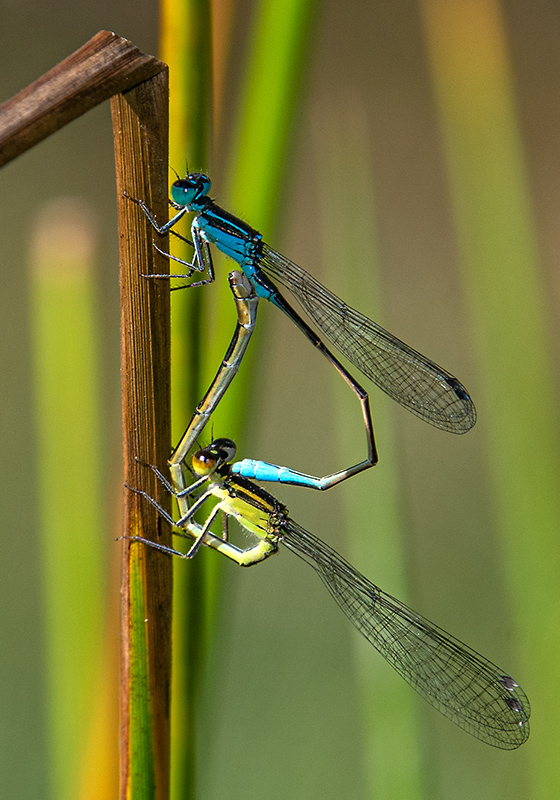 Ischnura-elegans_-copula-(35).jpg