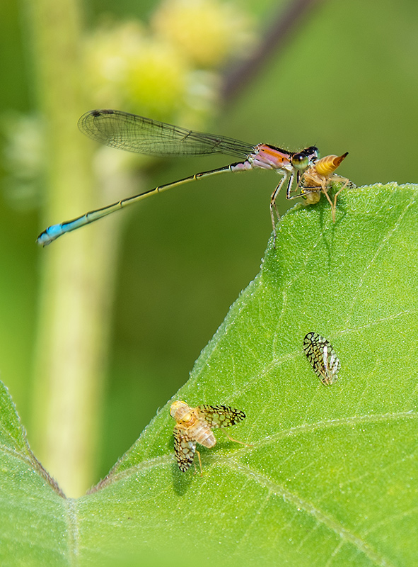 Ischnura-elegans_-f.-im.-rufescens-mangia-Euaresta-aequalis-(25).jpg