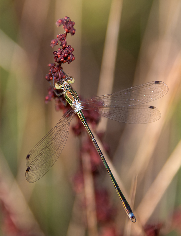 Lestes-barbarus_-maschio-(42).jpg