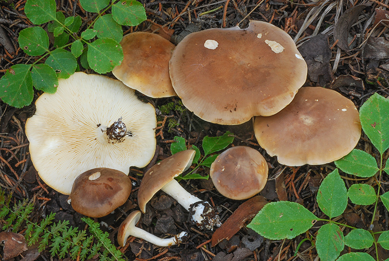 Leucopaxillus-gentianeus-03.jpg