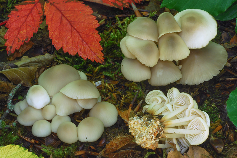 Marasmius-wynneae-01-4-5-6.jpg