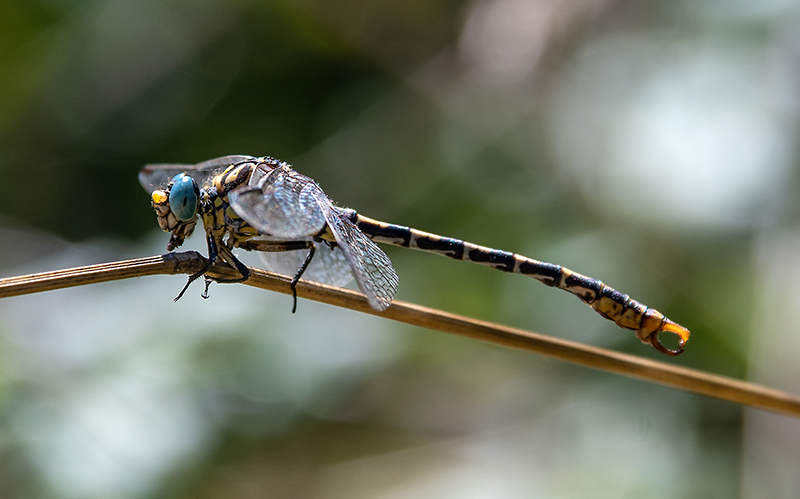 Onychogomphus-forcipatus_-maschio-che-mangia-(4).jpg