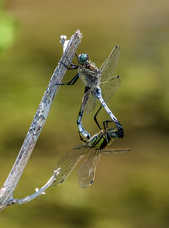 Orthetrum-albistylum_-copula-(9).jpg