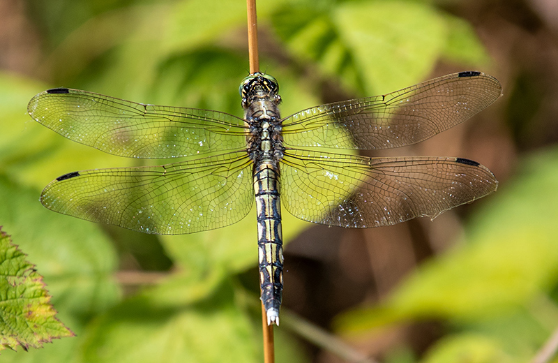 Orthetrum-albistylum_-femmina-(12).jpg