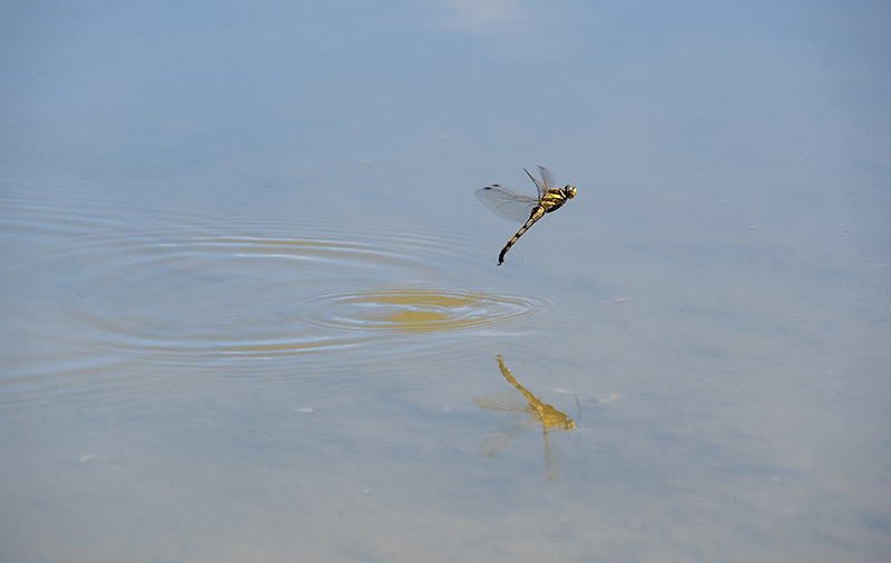 Orthetrum-albistylum_-femmina-in-volo-ovideposizione-(10).jpg