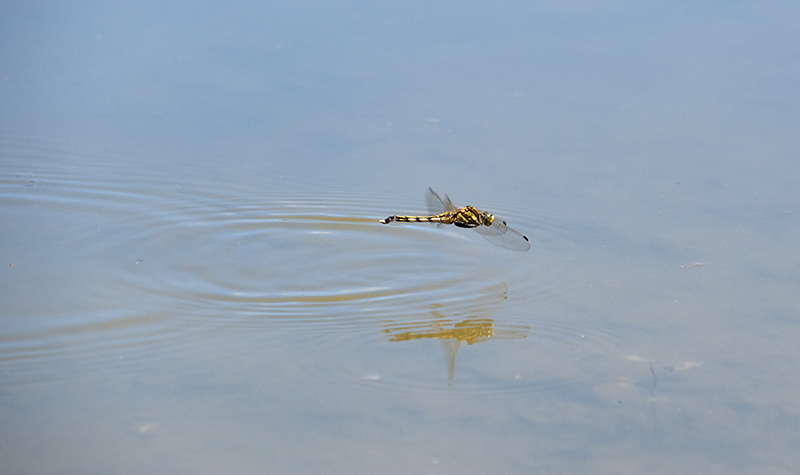 Orthetrum-albistylum_-femmina-in-volo-ovideposizione-(9).jpg