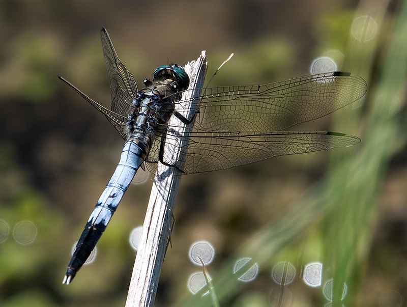 Orthetrum-albistylum_-maschio-(19).jpg