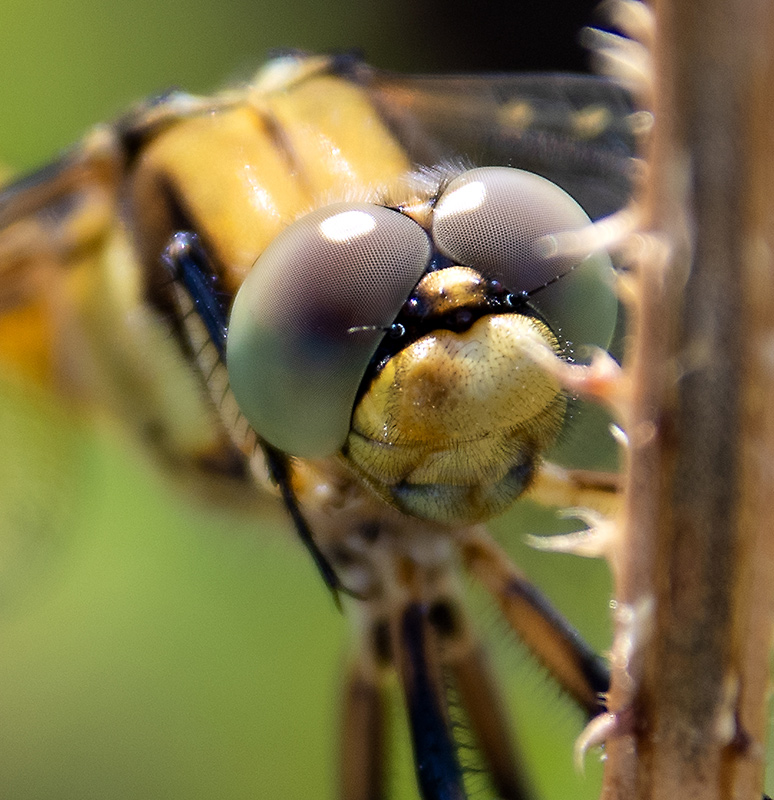 Orthetrum-cancellatum_-femmina-immatura-(23).jpg