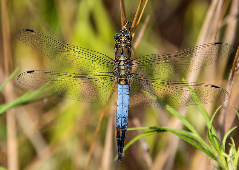 Orthetrum-cancellatum_-maschio-(16).jpg