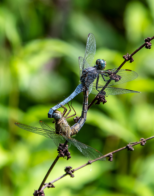 Orthetrum-coerulescens_-copula-(14).jpg