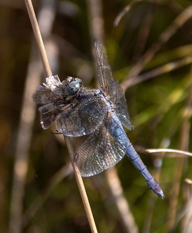 Orthetrum-coerulescens_-femmina-vecchia-che-mangia-(2).jpg