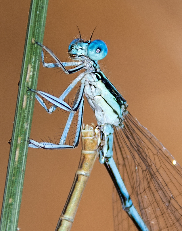 Platycnemis-pennipes_-copula-(12).jpg