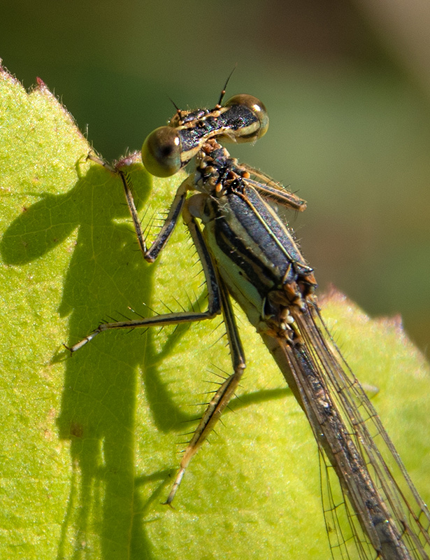 Platycnemis-pennipes_-femmina-(59).jpg