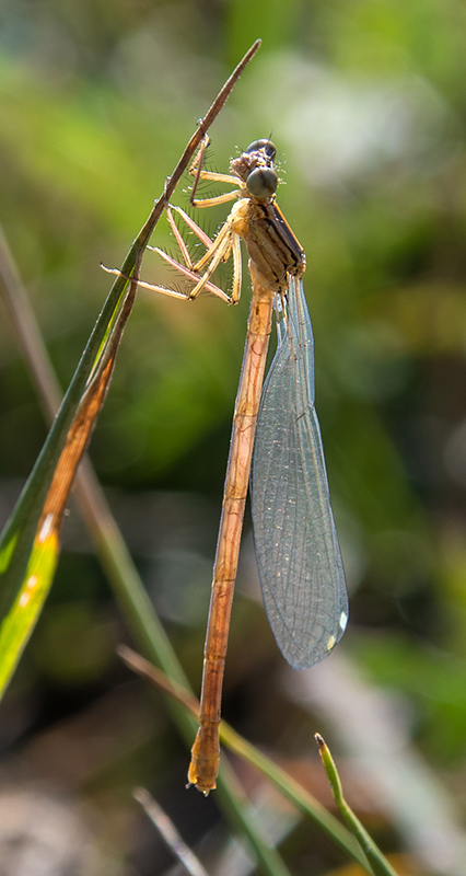 Platycnemis-pennipes_-femmina-neosfarfallata-(13).jpg