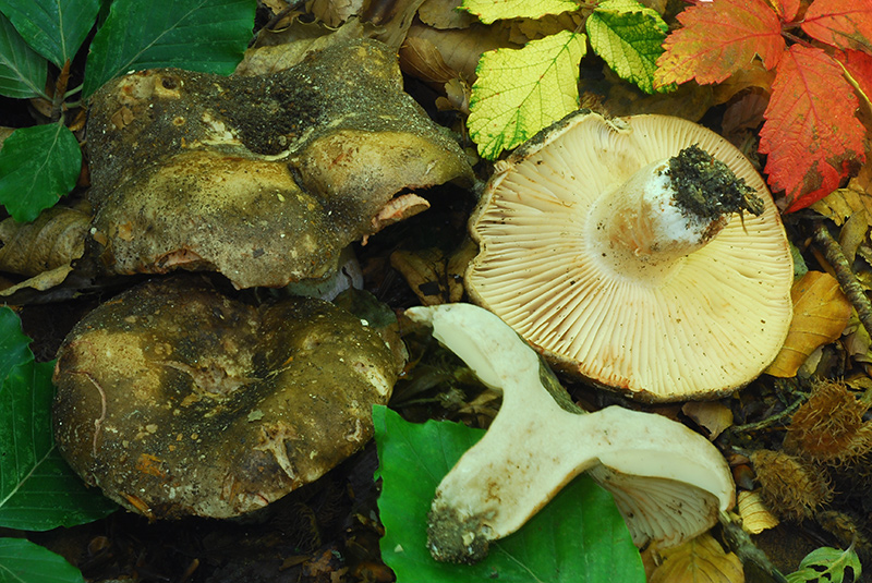 Russula-nigricans-01-2.jpg