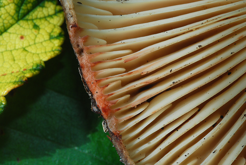 Russula-nigricans-03.jpg