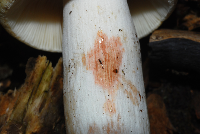 Russula-violeipes-06.jpg