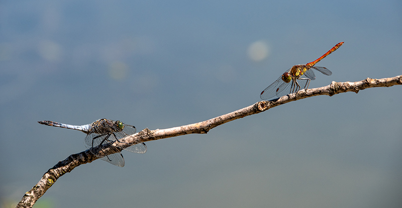 S.-striolatum-e-O.-cancellatum-(22).jpg