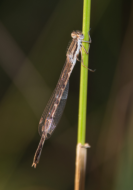 Sympecma-fusca_-femmina-(6).jpg