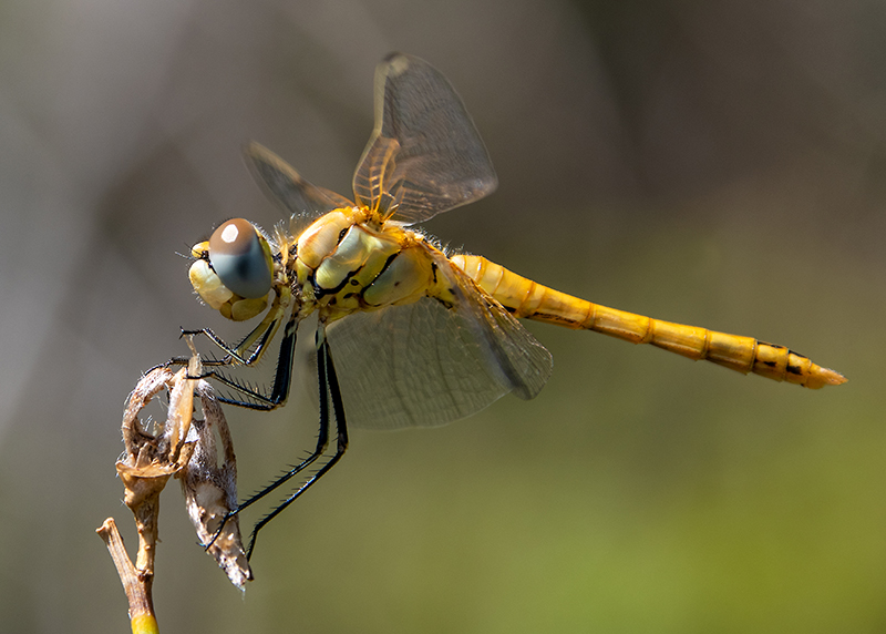 Sympetrum-fonscolombii_-maschio-immat-(3).jpg