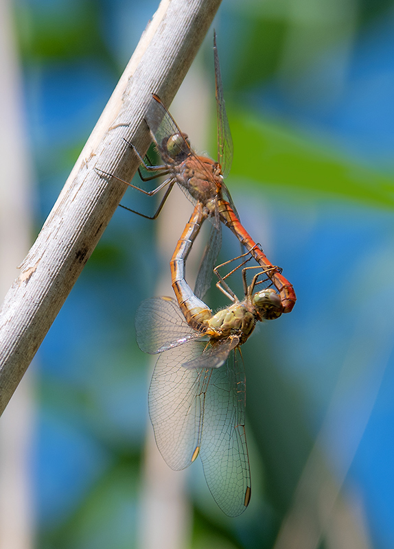 Sympetrum-meridionale_-copula-(62).jpg