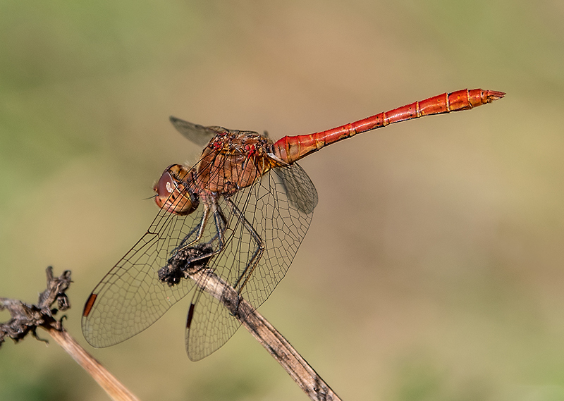 Sympetrum-meridionale_-maschio-(58).jpg