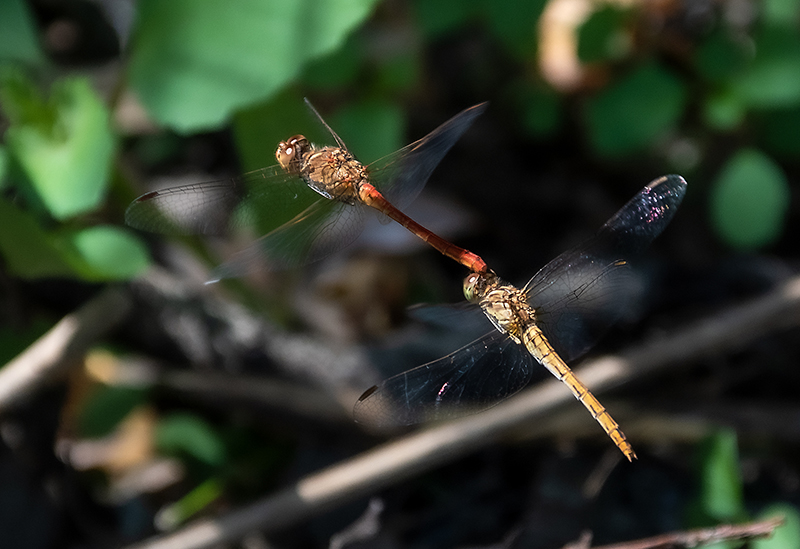 Sympetrum-meridionale_-tandem-in-volo-e-ovideposizione-(14).jpg