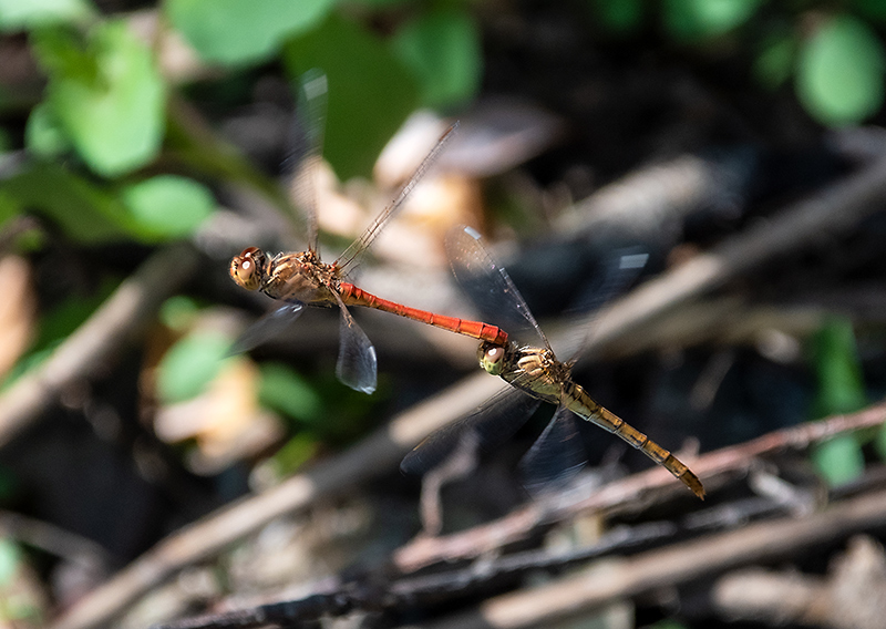 Sympetrum-meridionale_-tandem-in-volo-e-ovideposizione-(21).jpg