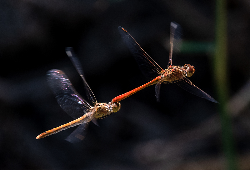 Sympetrum-meridionale_-tandem-in-volo-e-ovideposizione-(23).jpg