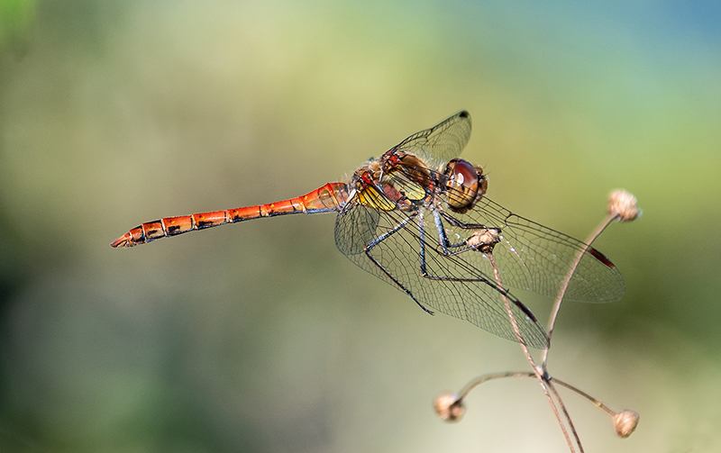 Sympetrum-striolatum_-maschio-(139).jpg