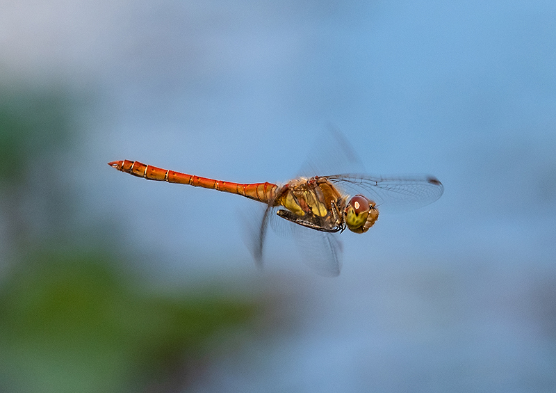 Sympetrum-striolatum_-maschio-in-volo-(14).jpg