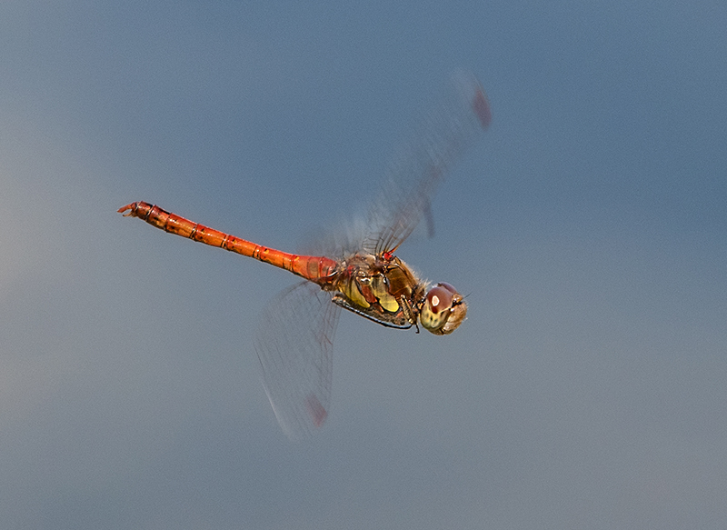 Sympetrum-striolatum_-maschio-in-volo-(7).jpg