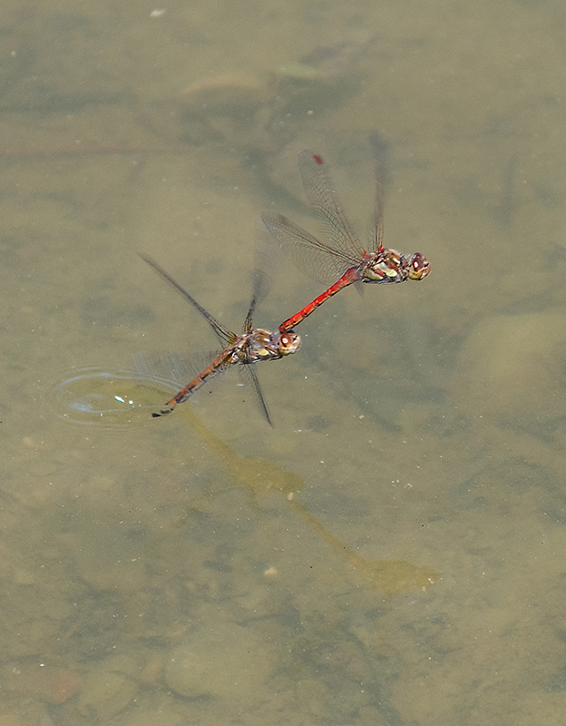 Sympetrum-striolatum_-tandem-in-volo-e-ovideposizione-(46).jpg