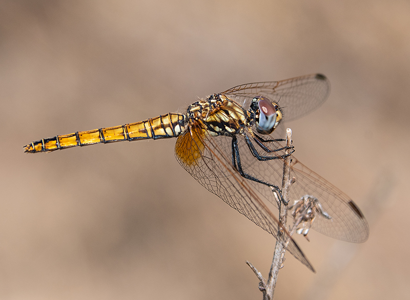 Trithemis-annulata_-femmina-(35).jpg