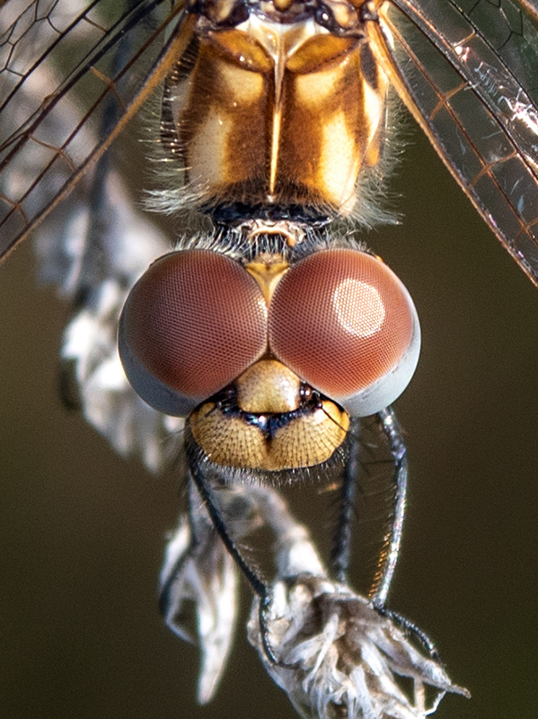 Trithemis-annulata_-femmina-(44).jpg