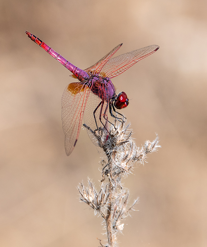 Trithemis-annulata_-maschio-(66).jpg