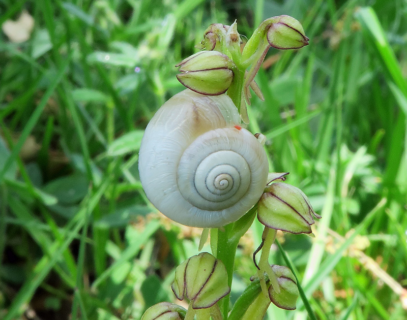 macroIMG_5834.jpg